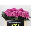 Dahlia Annamarie