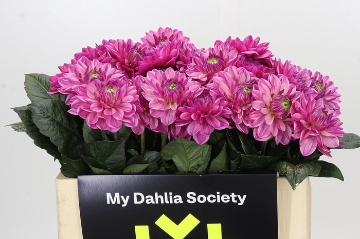 Dahlia Annamarie