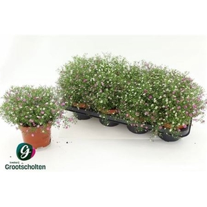 Gypsophila muralis gemengd in pot