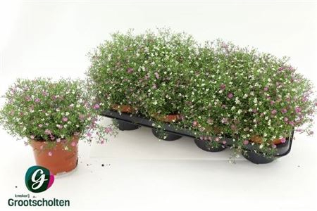 <h4>Gypsophila muralis gemengd in pot</h4>