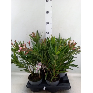 Nerium oleander   ...