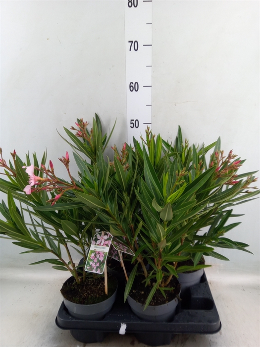 <h4>Nerium oleander   ...</h4>