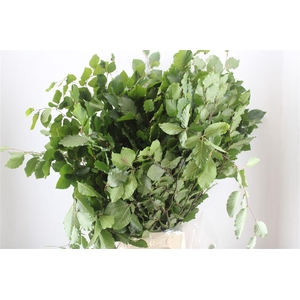 Beuk Naturel P Bunch