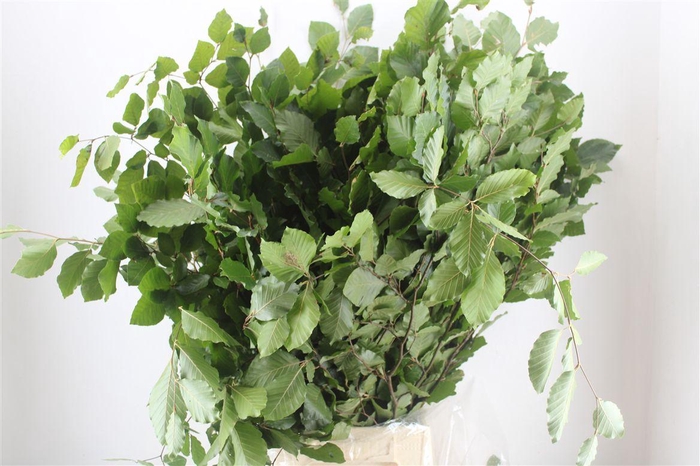 <h4>Beuk Naturel P Bunch</h4>