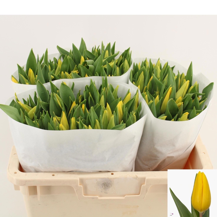 <h4>TU EN STRONG GOLD</h4>