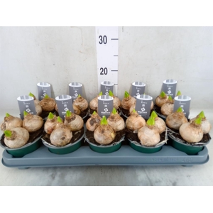 Hyacinthus orie. 'Pearl White'