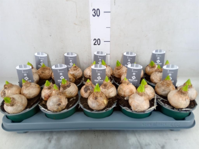 <h4>Hyacinthus orie. 'Pearl White'</h4>