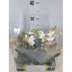 Phalaenopsis multi.   ...white