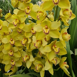 CYMB T BUTTERBALL 50 CM
