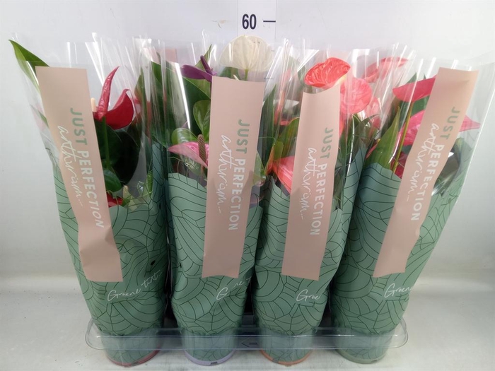 <h4>Anthurium   ...mix</h4>