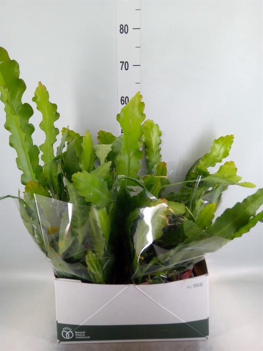 <h4>Epiphyllum   ...</h4>