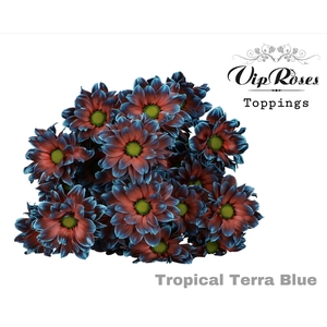 CHR T TROPICAL TERRA BLUE