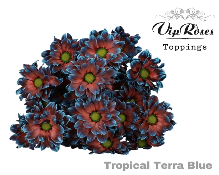 <h4>CHR T TROPICAL TERRA BLUE</h4>