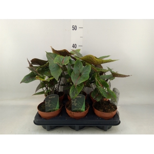 Cyrtosperma johnstonii