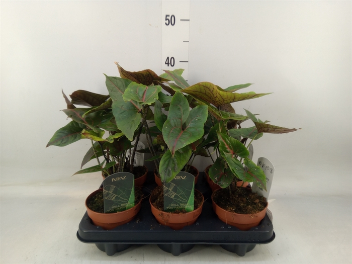 <h4>Cyrtosperma johnstonii</h4>