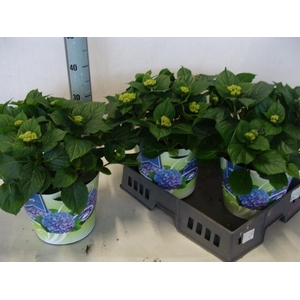 Hydrangea mac.   ...