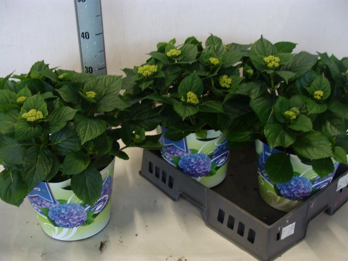 <h4>Hydrangea mac. ...</h4>