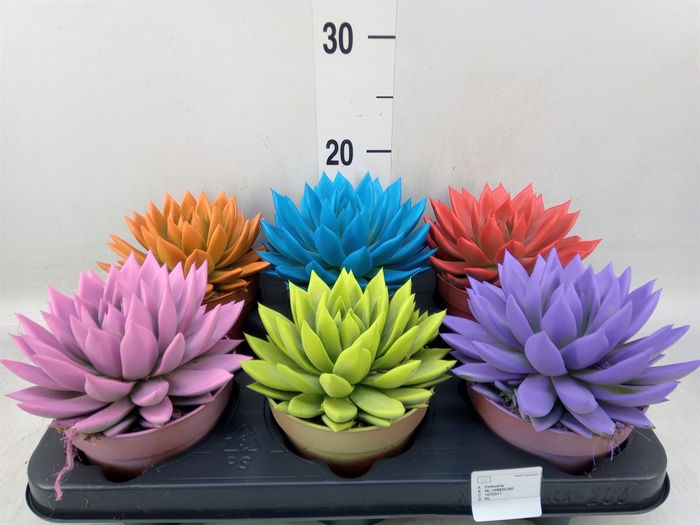 <h4>Echeveria  'Miranda'</h4>
