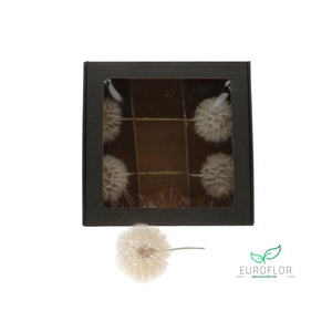 DANDELION 5PCS D11 35CM
