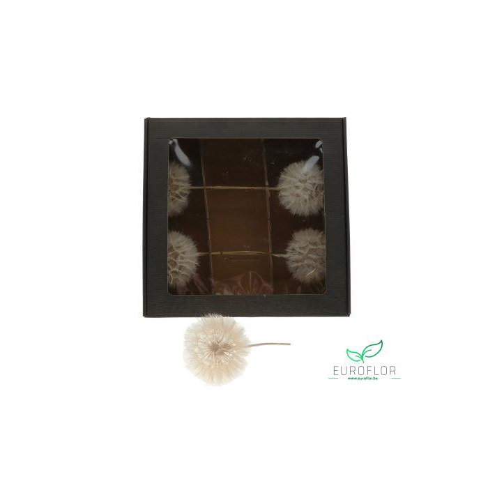<h4>DANDELION 5PCS D11 35CM</h4>