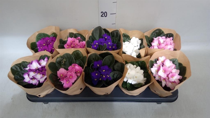 <h4>Saintpaulia   ...</h4>