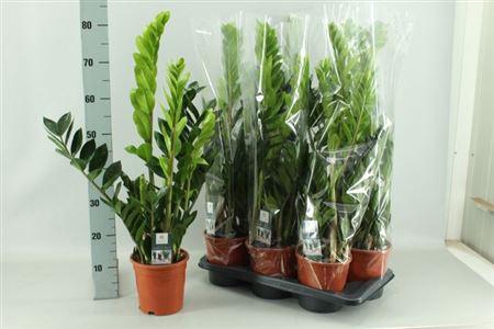 <h4>Zamio Zamiifolia</h4>