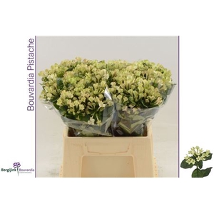 BOUVARDIA ROYAL PISTACHE