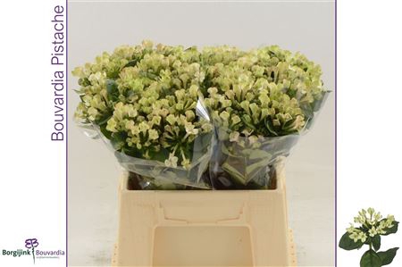 BOUVARDIA ROYAL PISTACHE
