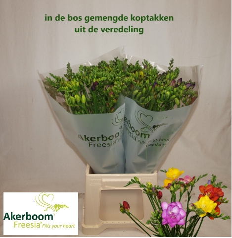 <h4>Freesia gemengd koptakken in de bos uit veredeling</h4>