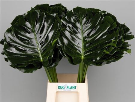 <h4>Monstera Blad 35cm Oe</h4>