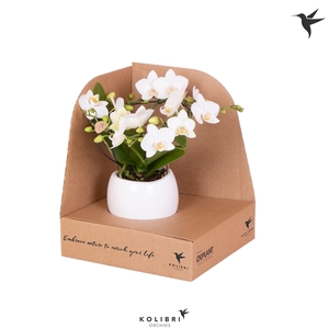 Kolibri Orchids Phalaenopsis Halo white in Bowl pot in box