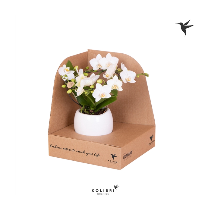 <h4>Kolibri Orchids Phalaenopsis Halo white in Bowl pot in box</h4>