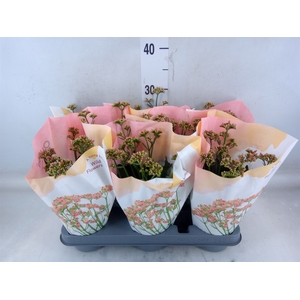 Kalanchoe  'WildFlow Ladylike'