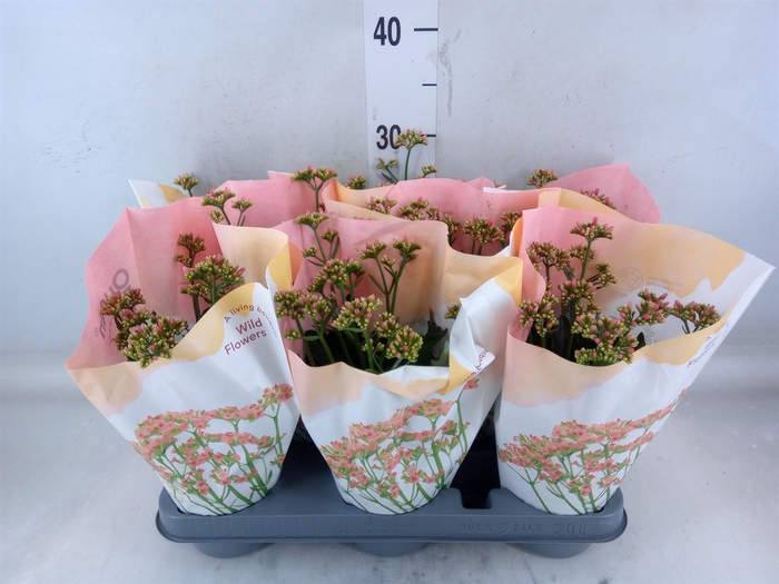 <h4>Kalanchoe  'WildFlow Ladylike'</h4>
