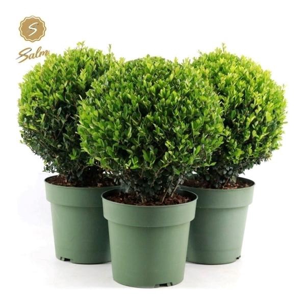<h4>Ilex crenata 'Jenny'® Ball Ø25cm P21</h4>