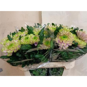 Chr G Ross Charlotte