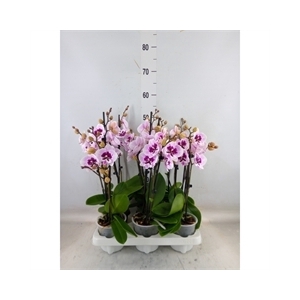 Phalaenopsis   ...