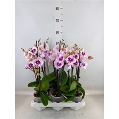 <h4>Phalaenopsis   ...</h4>