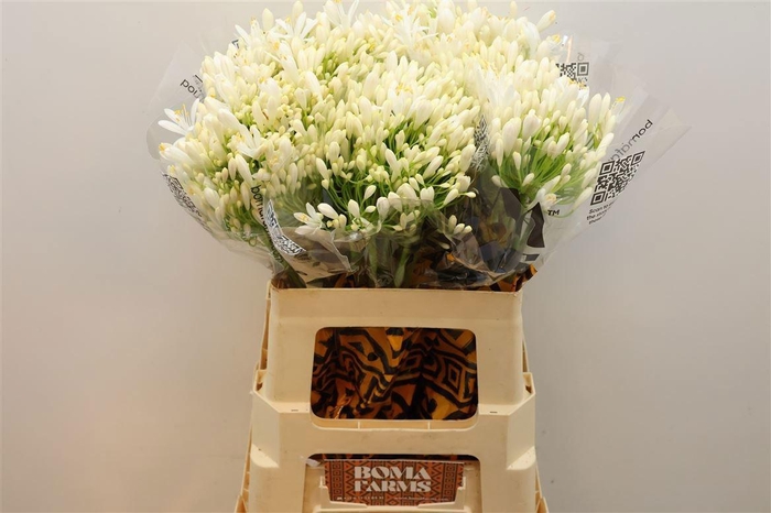 <h4>AGAP WHITE HEAVEN</h4>