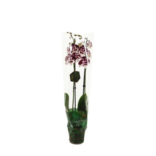 <h4>Signature Phal Spider 2T16+</h4>