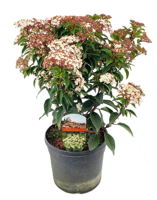 <h4>Viburnum tinus</h4>