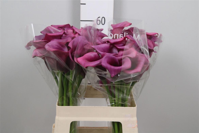 <h4>Zant Durban</h4>