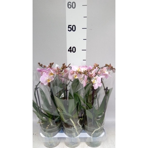 Phalaenopsis  'Pink Pippa'