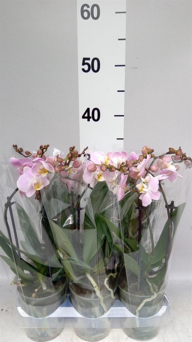 <h4>Phalaenopsis  'Pink Pippa'</h4>