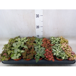 Fittonia   ...mix 7