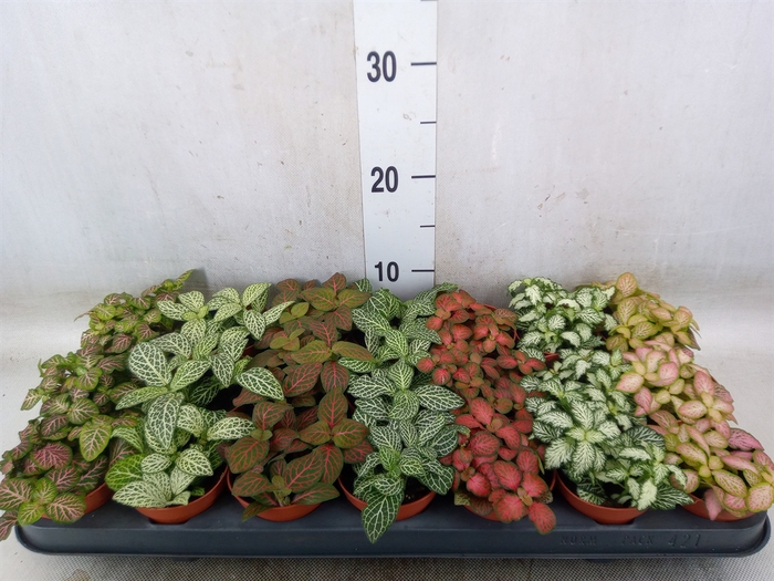 <h4>Fittonia   ...mix 7</h4>