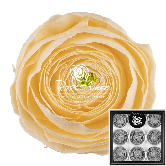 <h4>Ranunculus Cha99</h4>