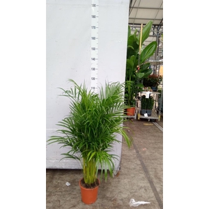 Dypsis lutescens ...Chrysalidoca