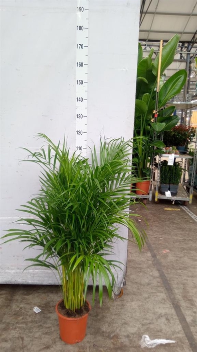 <h4>Dypsis lutescens   ...Chrysalidoca</h4>