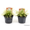 DROSERA CAPENSIS P9 NR 126 GROEN-WIT